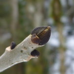 Lebenslauf eines Baumes