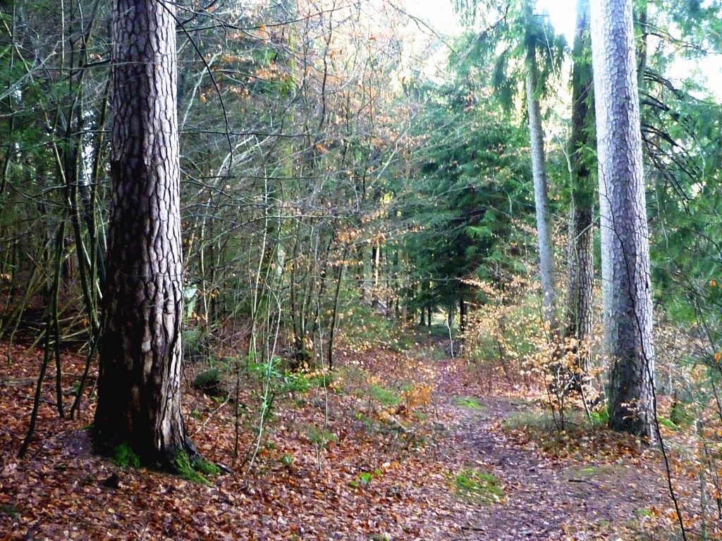 Workout-im-Wald-01